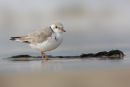 Hooded Plover, Bellarine Peninsula