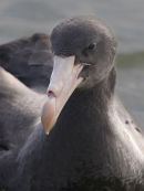 Northern Giant-Petrel, Mornington