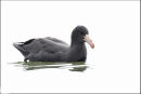 Northern Giant-Petrel, Mornington