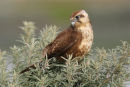 Brown Falcon, Point Kirk