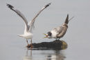 Crested Tern vs. Silver Gull, Werribee