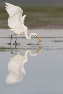 Great Egret, Werribee