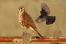 Brown Falcon vs. Willie Wagtail, Point Kirk