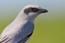Black-faced Cuckoo-Shrike, Werribee