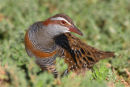 Buff-banded Rail, Point Kirk