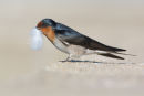 Welcome Swallow, Werribee