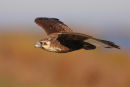 Brown Falcon, Point Kirk