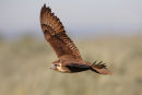 Brown Falcon, Point Kirk