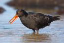 Sooty Oystercatcher, Altona