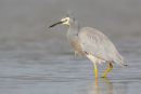 White-faced Heron, Altona