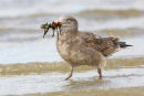 Pacific Gull, Werribee
