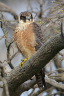 Australian Hobby, Werribee