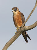 Australian Hobby, Werribee