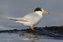 Fairy Tern, Point Kirk