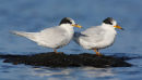 Fairy Terns, Point Kirk