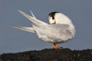 Fairy Tern, Point Kirk