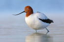 Red-necked Avocet, Werribee