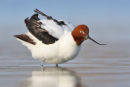 Red-necked Avocet, Werribee
