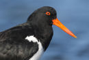 Pied Oystercatcher, Point Kirk