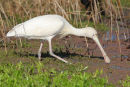 Yellow-billed Spoonbill, Point Kirk