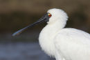 Royal Spoonbill, Williamstown