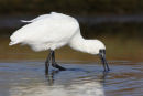 Royal Spoonbill, Williamstown