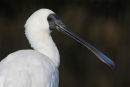 Royal Spoonbill, Williamstown