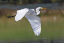 Great Egret, Altona