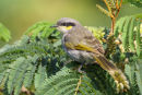 Singing Honeyeater, Point Cook