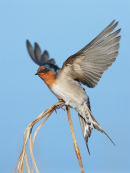 Welcome Swallow, Werribee