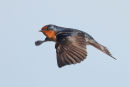 Welcome Swallow, Werribee