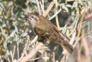 Horsfields Bronze-Cuckoo, Werribee