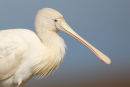 Yellow-billed Spoonbill, Point Kirk