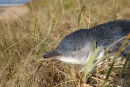 Little (Fairy) Penguin, Barwon Heads