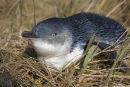 Little (Fairy) Penguin, Barwon Heads