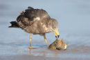 Pacific Gull, Barwon Heads