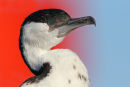 Black-faced Cormorant, Barwon Heads