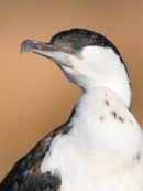 Black-faced Cormorant, Barwon Heads