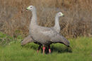 Cape Barren Geese, Werribee