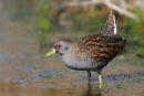 Aust. Spotted Crake, Werribee