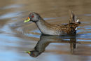 Aust. Spotted Crake, Werribee