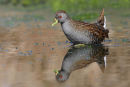 Aust. Spotted Crake, Werribee