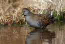 Aust. Spotted Crake, Werribee