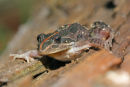 Spotted Marsh Frog, You Yangs Regional Park