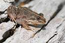Spotted Marsh Frog, You Yangs Regional Park