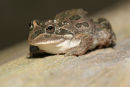 Spotted Marsh Frog, You Yangs Regional Park