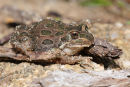 Spotted Marsh Frog, You Yangs Regional Park