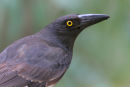Pied Currawong, Balwyn