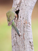 Red-rumped Parrot, Little River