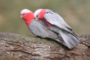 Galahs, Little River